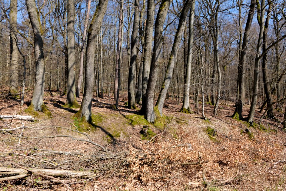 Hünerbergwiesen Oberursel 2020-03-25 15
