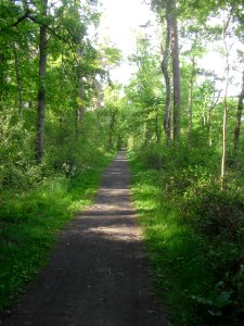 Hövelhofer Wald - Russenpatt