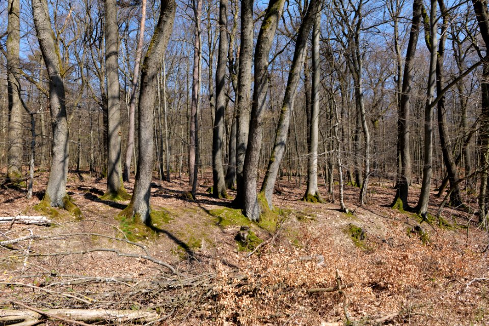 Hünerbergwiesen Oberursel 2020-03-25 14