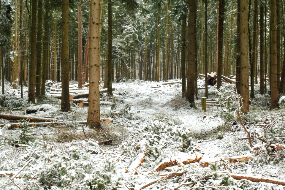 Hövelhofer Wald - Sturmschäden - 5
