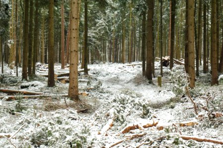 Hövelhofer Wald - Sturmschäden - 5
