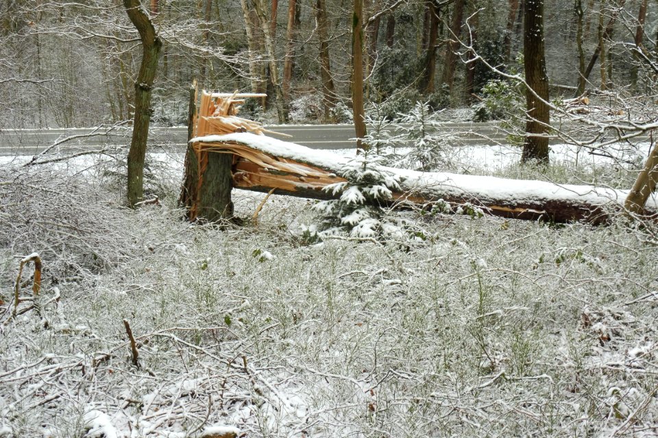 Hövelhofer Wald - Sturmschäden - 4