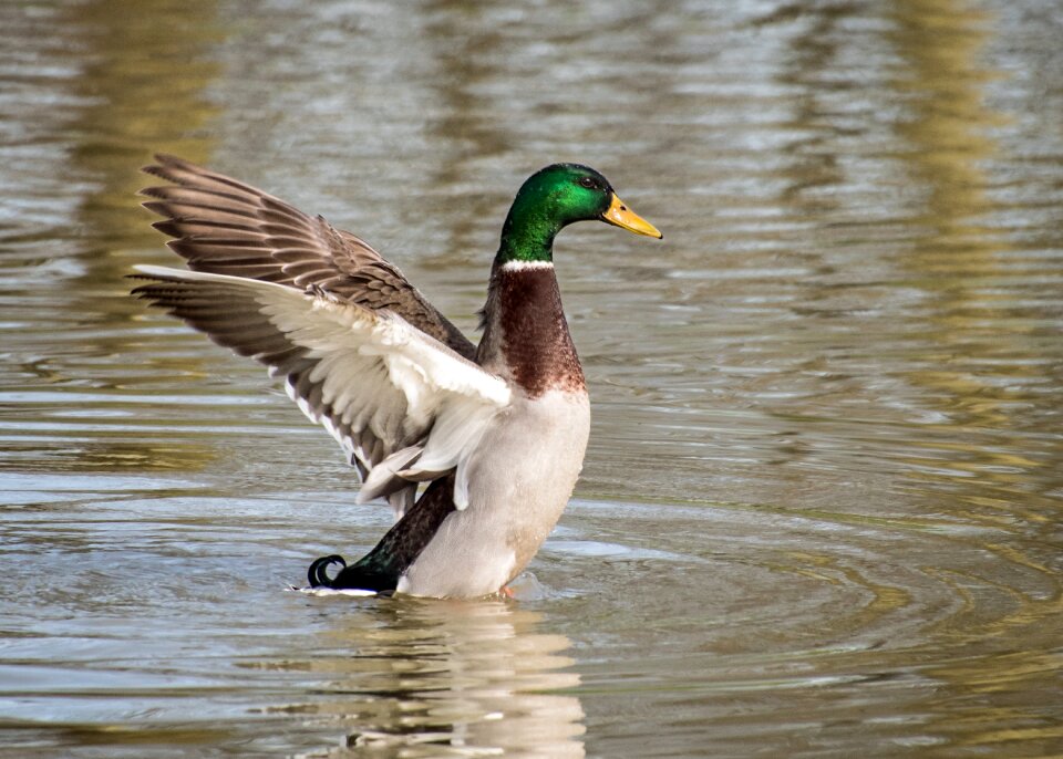 Wing water plumage