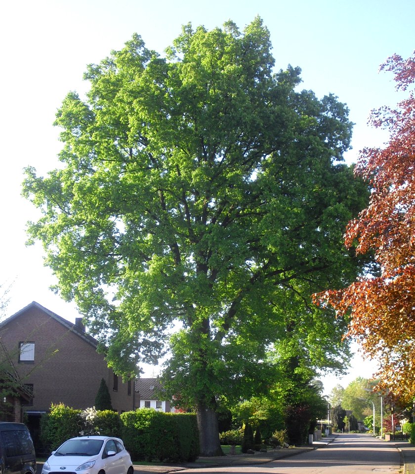 Hövelhof - Eiche, Jägerstrasse