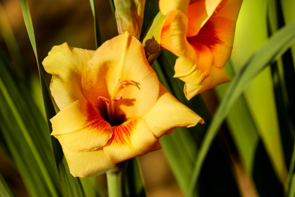 Bloom bloom evening sun