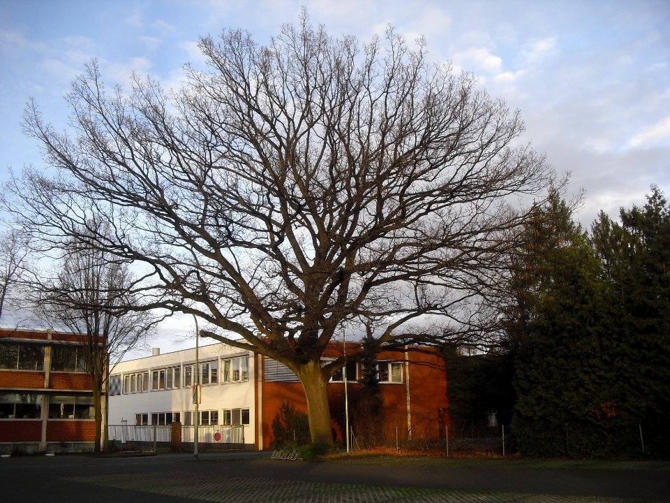 Hövelhof - Eiche in der Gehastraße
