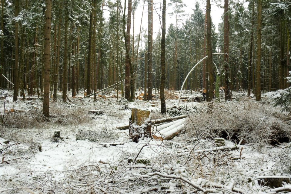 Hövelhofer Wald - Sturmschäden - 6