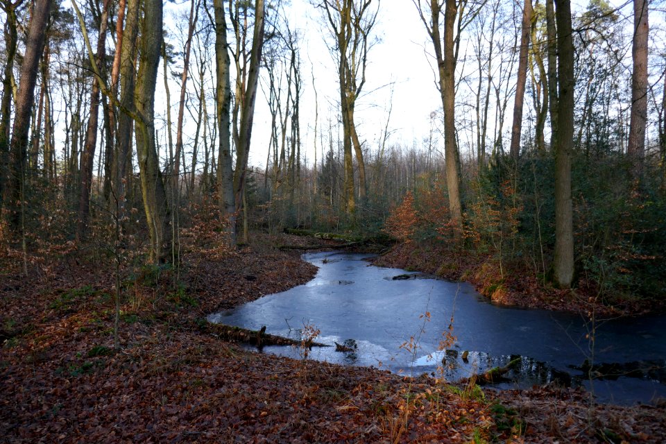 Hövelhof - Hövelhofer Wald - Quellgebiet Holtebach - 2
