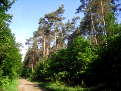 Hövelhofer Wald - Kiefernwald