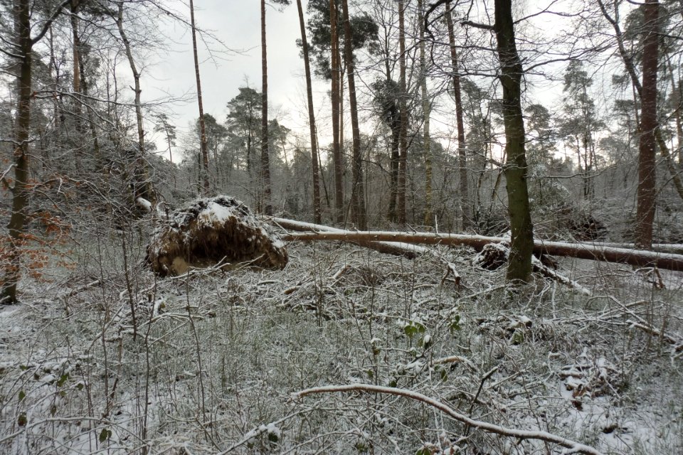 Hövelhofer Wald - Sturmschäden - 3