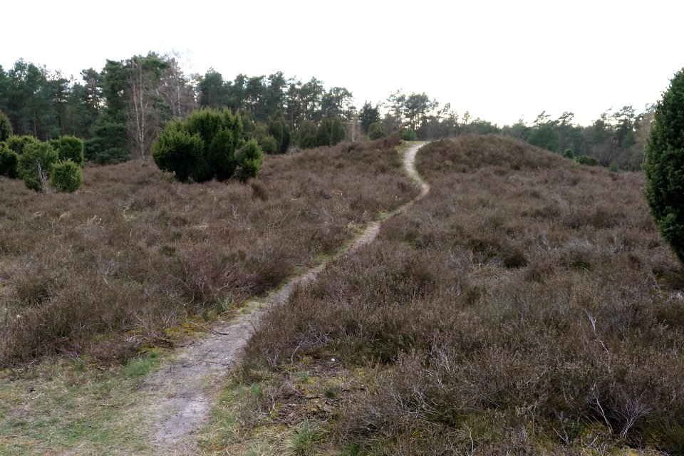 Hügelgräberfeld Lohheide 2021 02