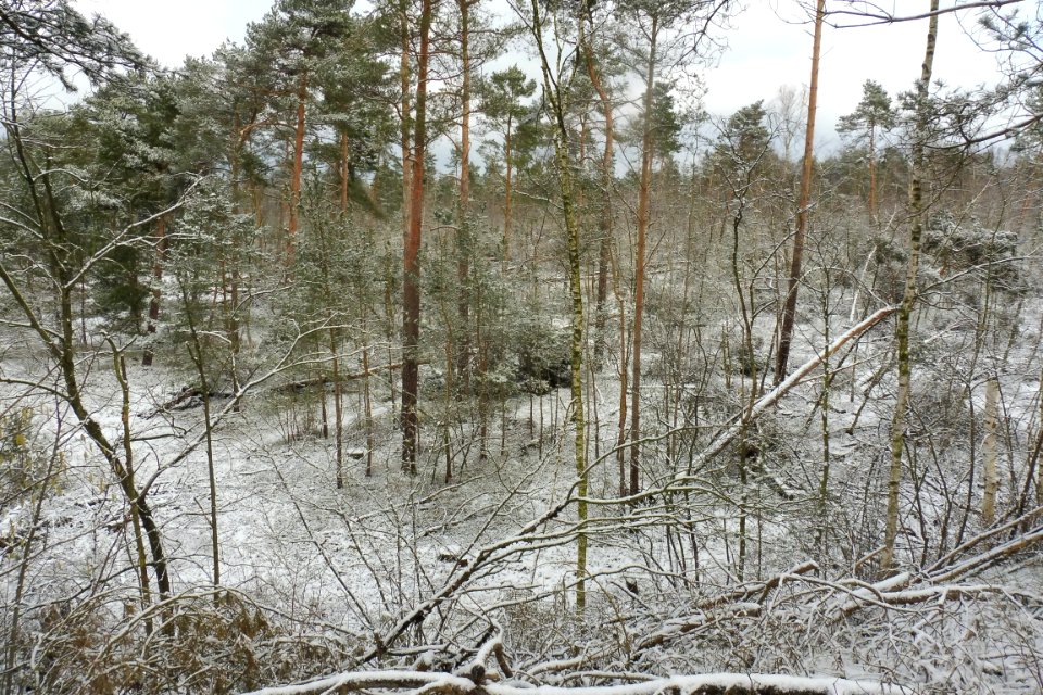 Hövelhof - Moosheide, Sturmschäden - 12