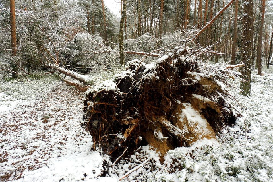 Hövelhof - Moosheide, Sturmschäden - 10