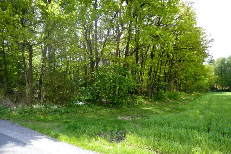 Hövelhof - gLB Düne mit Dünenwald am Emser Kirchweg I