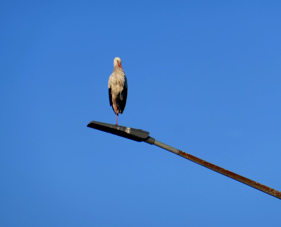 Hövelhof - Storch auf Lichtmast
