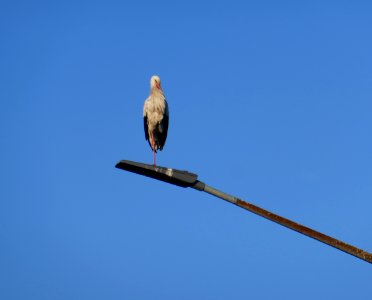 Hövelhof - Storch auf Lichtmast