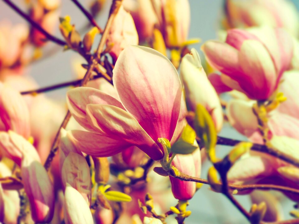 Flower plant flora