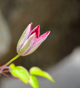 Sprout flowers drifted multiplication