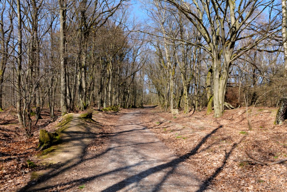 Hünerbergwiesen Oberursel 2020-03-25 19