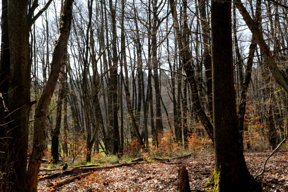 Hünerbergwiesen Oberursel 2020-03-25 22