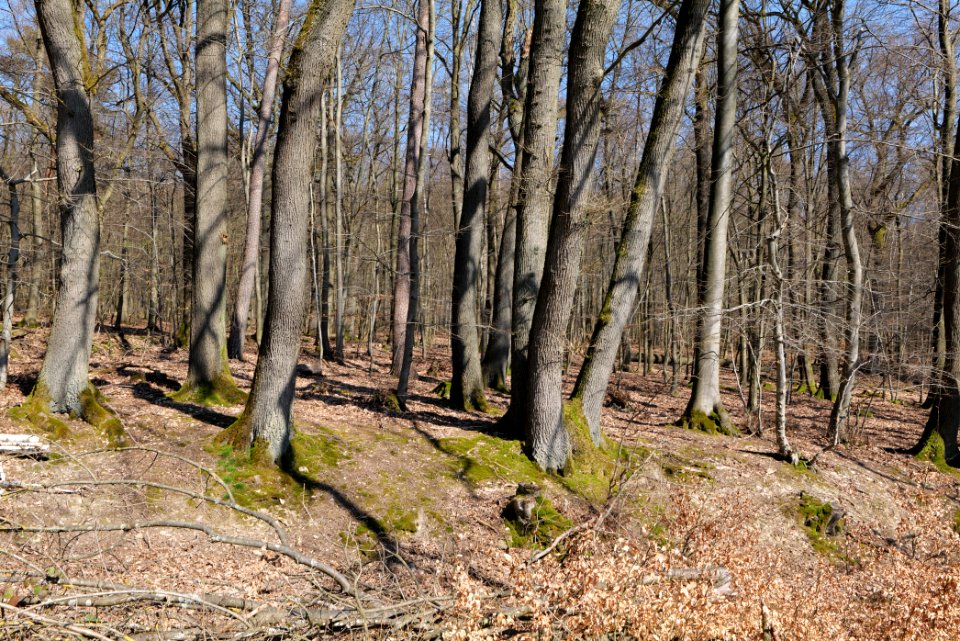 Hünerbergwiesen Oberursel 2020-03-25 16