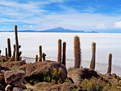 Salt desert cacti bolivia