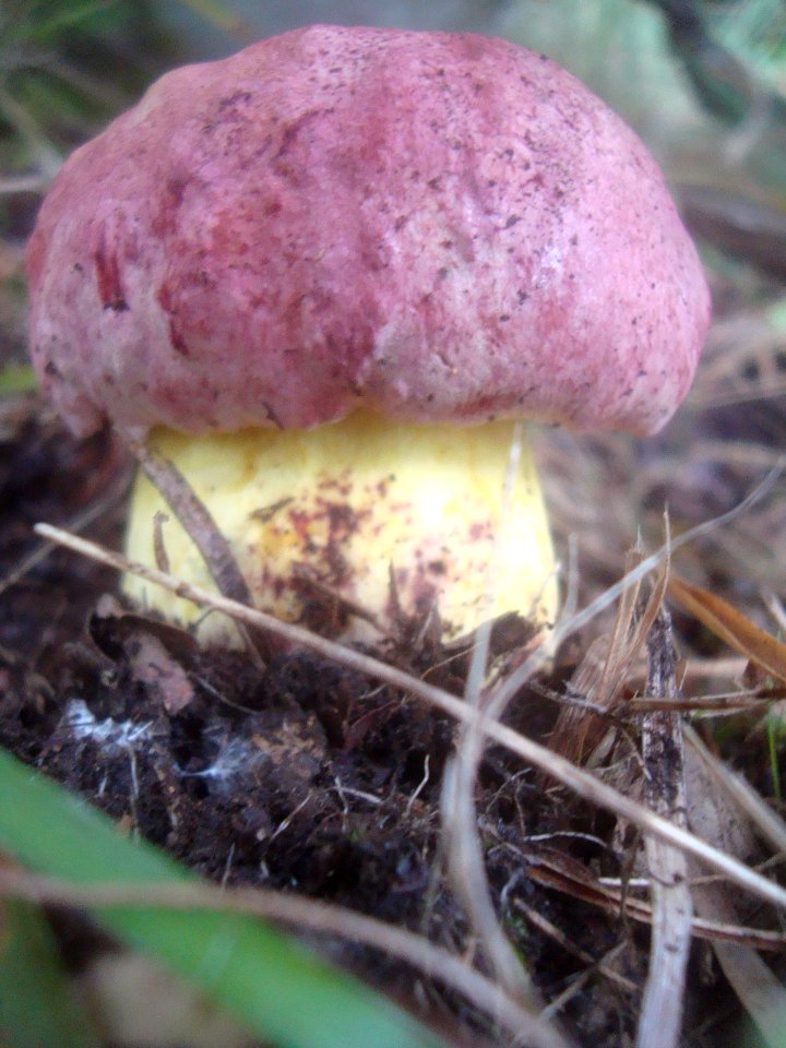 Hřib královský 1 Podkomorské lesy