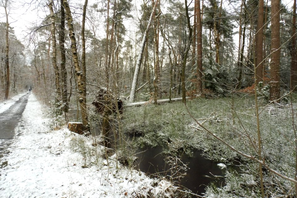 Hövelhofer Wald - Sturmschäden - 1