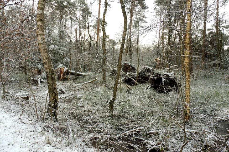 Hövelhofer Wald - Sturmschäden - 2