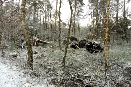 Hövelhofer Wald - Sturmschäden - 2