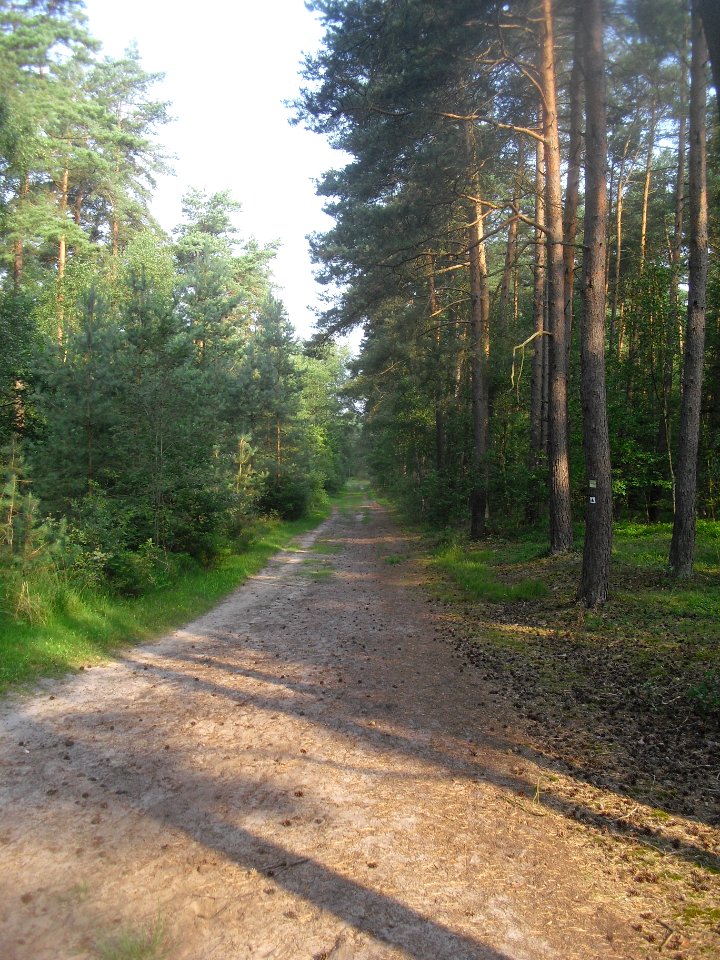 Hövelhofer Wald - Bielefelder Landstraße - 1