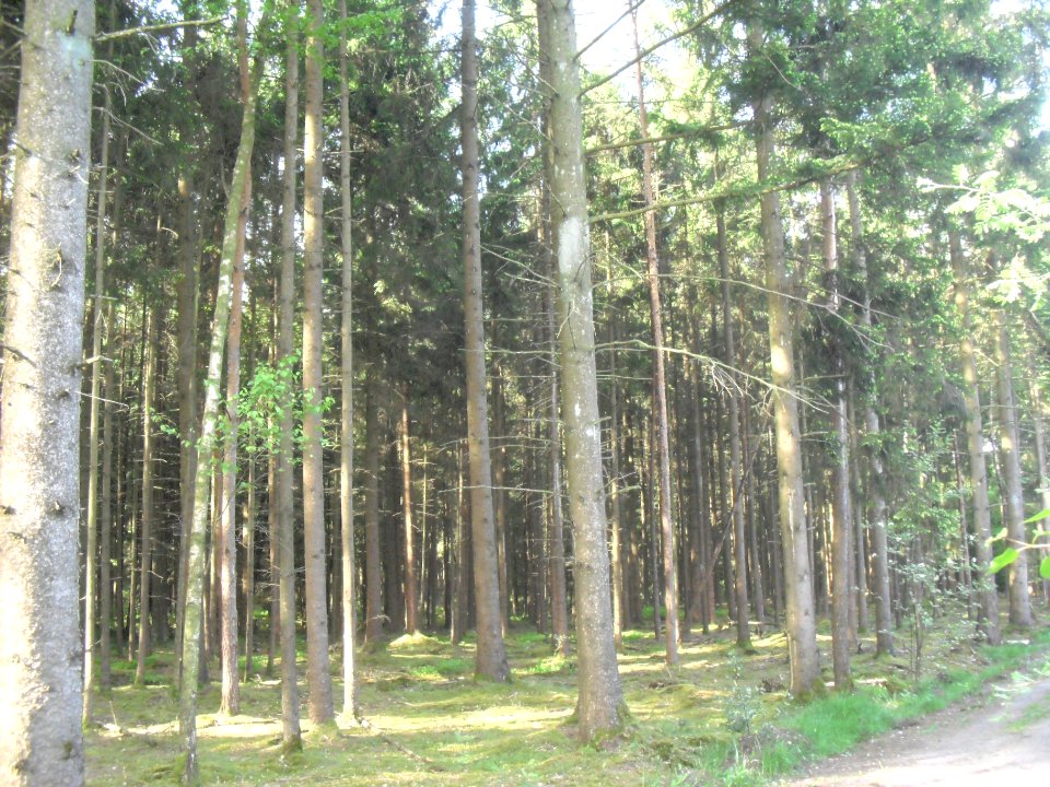 Hövelhofer Wald - Fichtenwald