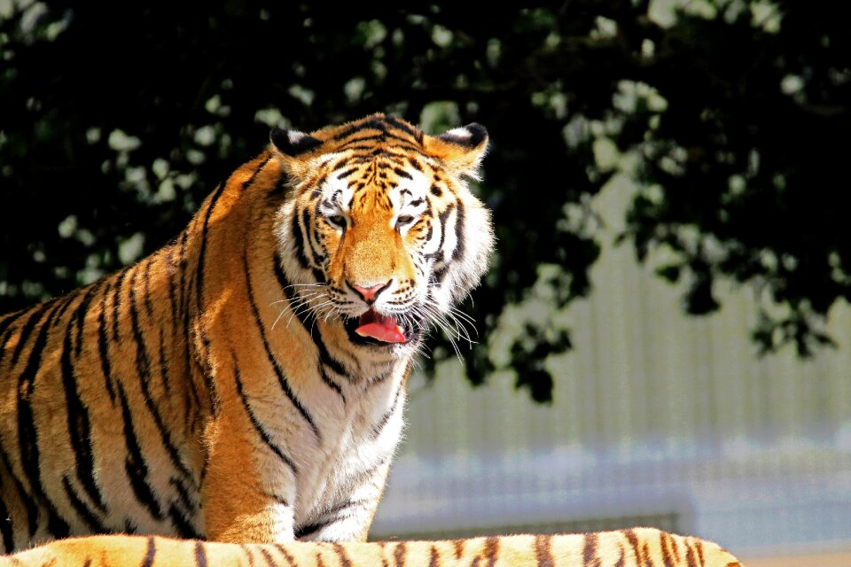Cat animal wildlife