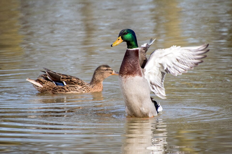 Wing water plumage