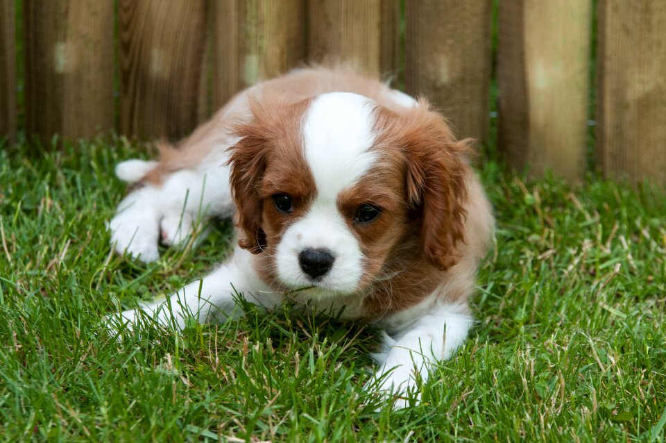 Dog puppy animal portrait