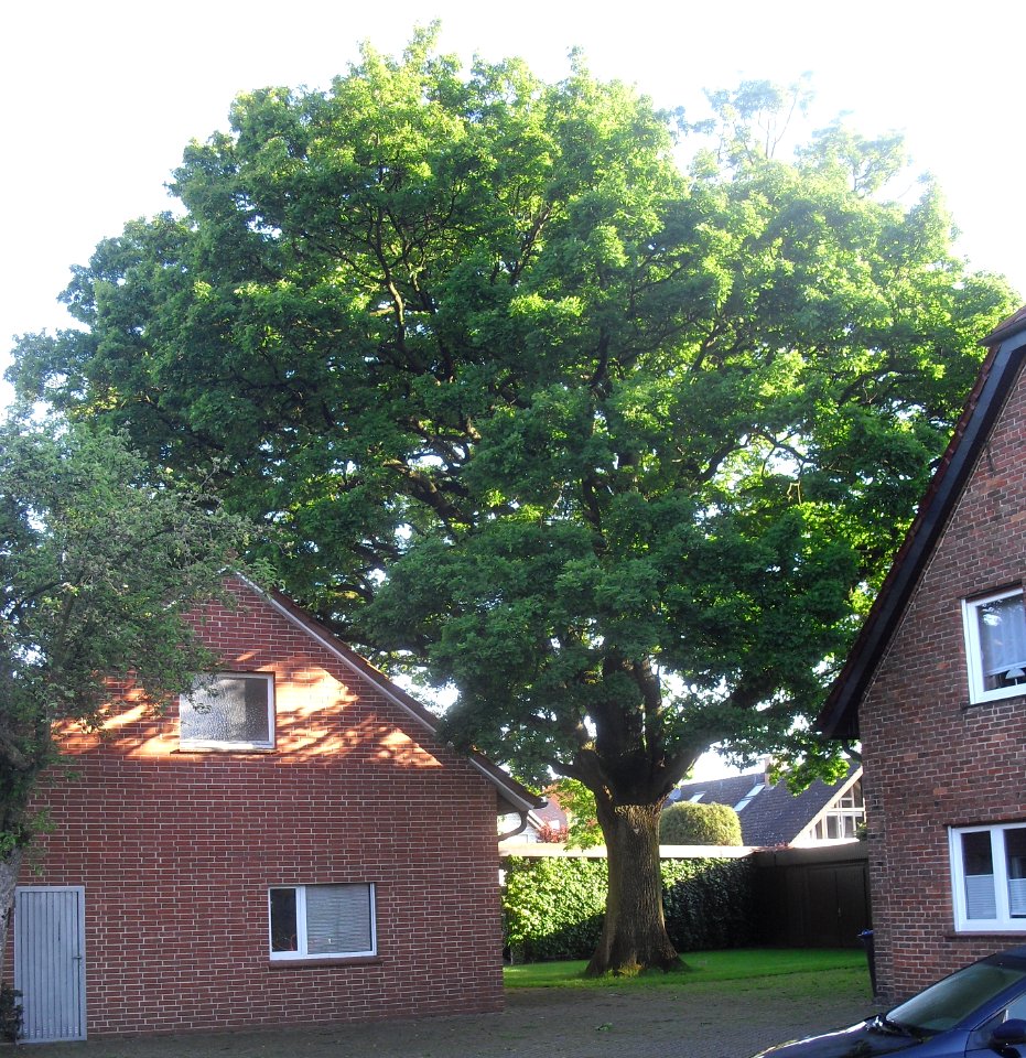 Hövelhof - Eiche, Am Finkenbach