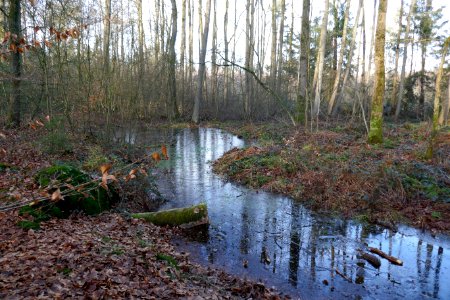 Hövelhof - Hövelhofer Wald - Quellgebiet Holtebach - 1
