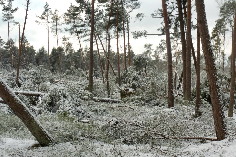 Hövelhof - Moosheide, Sturmschäden - 9