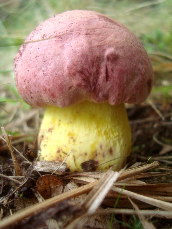 Hřib královský 2 Podkomorské lesy