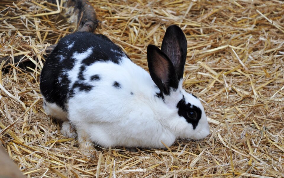 Domestic animal the farm animal animals