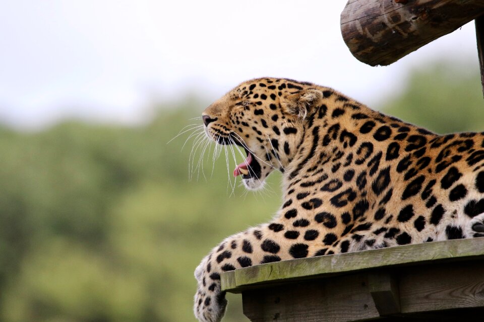 Mammal wildlife big