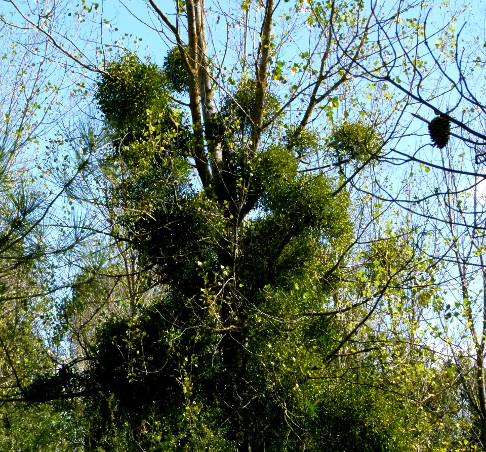 Gui envahissant un arbre