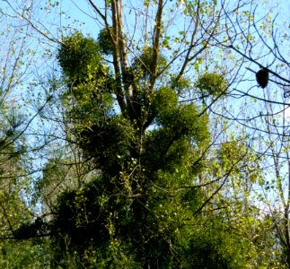 Gui envahissant un arbre