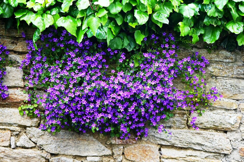 Purple blue flowering