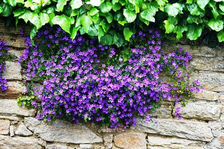 Purple blue flowering