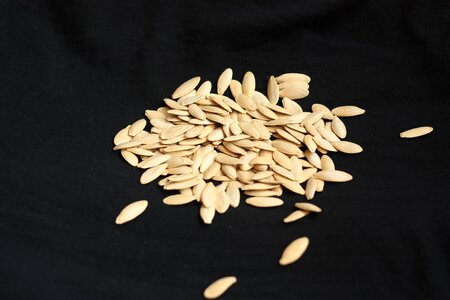 Sowing pepita pumpkin