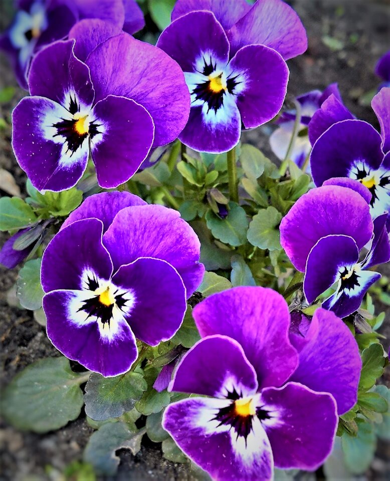 Violet with small faces garden