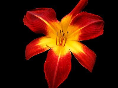 Yellow bloom colorful