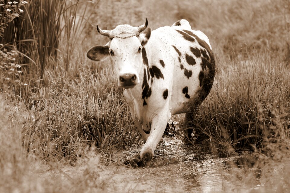 Water vegetation pet