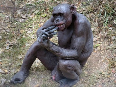 Guru, the chimp, in Mysore Zoo photo